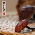 灵芝