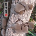 椴木黑木耳